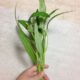ついに空芯菜を摘心しました！